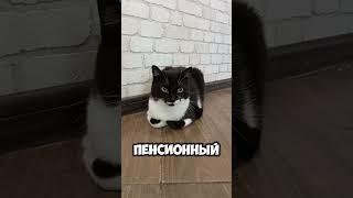 уже не могу!#мурка#котик#юмор#шортс#2025 .