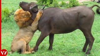 Look What Happened When this Lion Attacked Cow