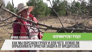 Формируем грушу, обрезка. Защита от вредителей / Опыт Ирины Ханиной