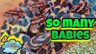 My Snake Collection 2023. Baby snakes Everywhere  
