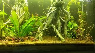Deep Substrate Planted 55g Tank, 4mo Update, Endlers and Corydoras.
