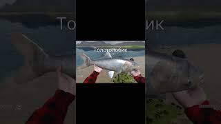 поймал толстолобика на 13.61кг в ultimate fishing simulator на телефоне