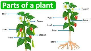 Parts of a plant in English  | Learn with pictures