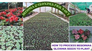 Begonia n gloxinia pick n out n propagation process part 2 full vedio plz watch n comment share 🪴