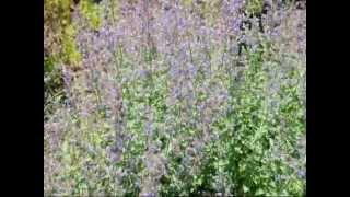 See Thes Plants for Bees and Butterflies  Suggestions