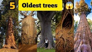 5 oldest, tallest and biggest trees in the world