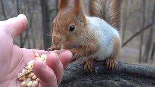 Кормлю голодных белок / Feeding hungry squirrels