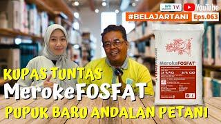 KUPAS TUNTAS MerokeFOSFAT, PUPUK BARU ANDALAN PETANI | BP. ERMAIN - BELAJARTANI #063