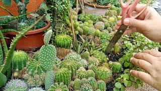 #484 Planting Cactus Plant... Front Yard Garden... Succulent Davao