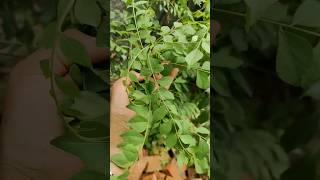 tips to grow curry leaves plant/curry patta#curryleavesplant@Gardeningideas6 #youtubeshorts#viral