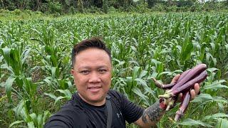 Melawat Tanaman Jagung Manis Di Sampun Gerungang // Punca Utama Pendapatan Penduduk Kampung //