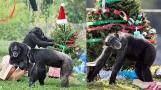 Chimpanzees Unwrap Christmas Gifts! Adorable Holiday Moments