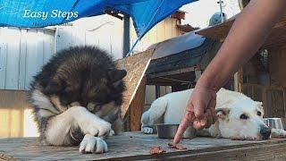 Dog Obedience Training | Alaskan Malamute, White German Shepherd