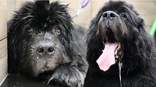 The Most Loveable, Sweet, Bear-Dog You'll Ever Meet | Why Groomers Refuse Your Newfoundland Dog