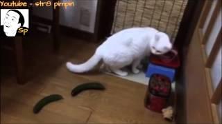 Cats scared by cucumbers