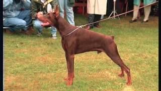 The Doberman - Pet Dog Documentary