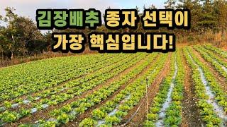 배추 종자만해도 수십수백가지 김장배추/월동배추 차이점을 아시나요?