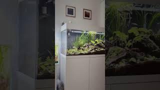 The Biotope Corner!! #aquascape #biotopeaquarium #biotopes #naturalaquarium