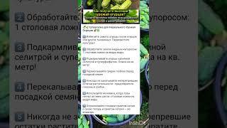 шпаргалка по выращиванию огурцов.