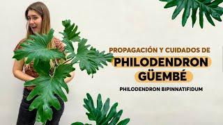 Propagación de Philodendron misionero / güembé  paso a paso. Todo lo que tenés que saber!