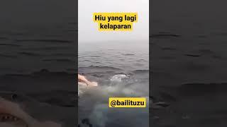 Ikan Hiu Lagi Memangsa Korban