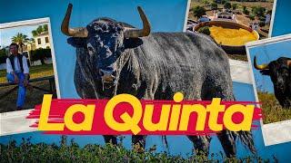 GANADERIA LA QUINTA | Luchando por preservar el encaste Santa Coloma Buendía