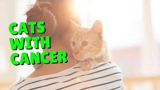 CBD for Cats with Cancer | Two Crazy Cat Ladies