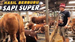 Hasil Buruan BMF, Dapat Sapi Super Satu Kandang