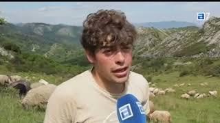 Mastines Españoles en la montaña de Covadonga ️