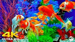 Aquarium 4K VIDEO ULTRA HD - Beautiful Coral Reef Aquarium Collection - Marine Life, Sea Animals