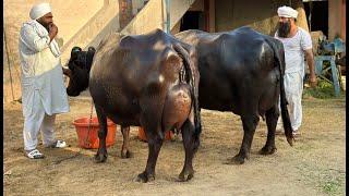 Live Milking  Guruwali Farm, Amritsar(Punjab). Super Quality 20 Buffaloes at Farm