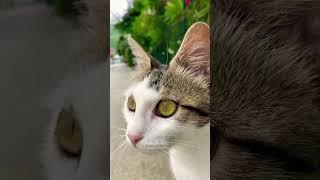 Просто кошечка из Черногории, можете листать дальше (: