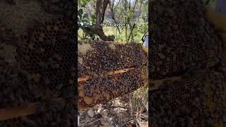 You can hardly even see them #shorts #beekeeping #honeybee #bees #honeybees #bee #beehive #beekeeper