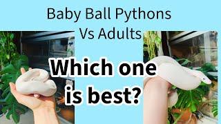 Baby Ball Pythons Vs. Adults