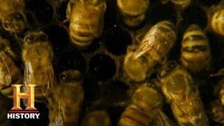 A World Without Bees | History