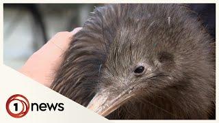 Kiwi return to the capital after more than 100 years