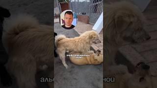 Доминантная альфа собака? #кинолог #собака