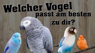 Welche Vogelart PASST zu DIR?