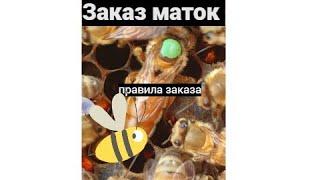 Правила и нюансы при заказе маток бакфаст ф1 #пчеловодство #bee #пчелы #матководство #imker