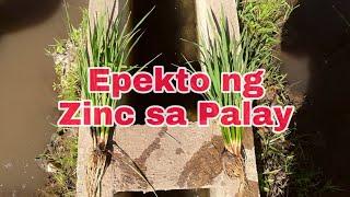 Epekto ng zinc sa Palay [Usapang Palay]