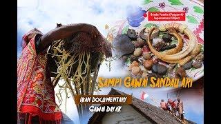  Adat Iban - leka Sampi Gawai Sandau Ari  #IbanDocumentary #Dayak