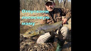 Река Салаца.Отпускание лосося./Salaca river.Salmon Catch & Release