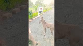 Horse video  Horse Riding video  baby Horse #instrumental #horse #shorts #shortvideo #viralvideo