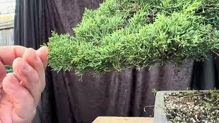 How to trim and shape Juniper shimpaku foliage pads on your bonsai to maintain their shape