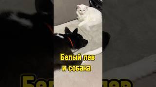 Белый лев и собака  #питомцы #щенок #кот #котики #собака