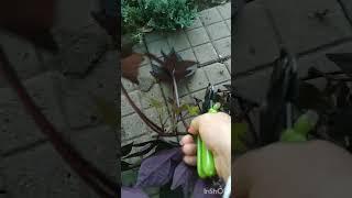 Черенкую ипомею Батат #garden #plants #цветы #ипомеябабат