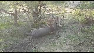 Lions hunt Warthog