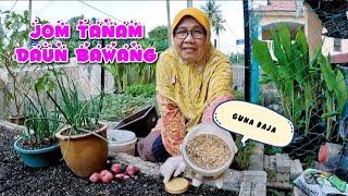 CARA TANAM DAUN BAWANG DAN TIPS PENJAGAAN ALA NEK YAH