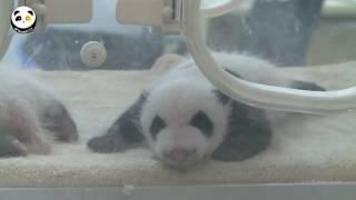 Giant Panda Zhi Zhi's twins babies opened to the public