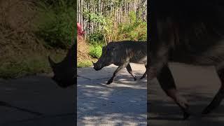 warthog run #abilenezoo